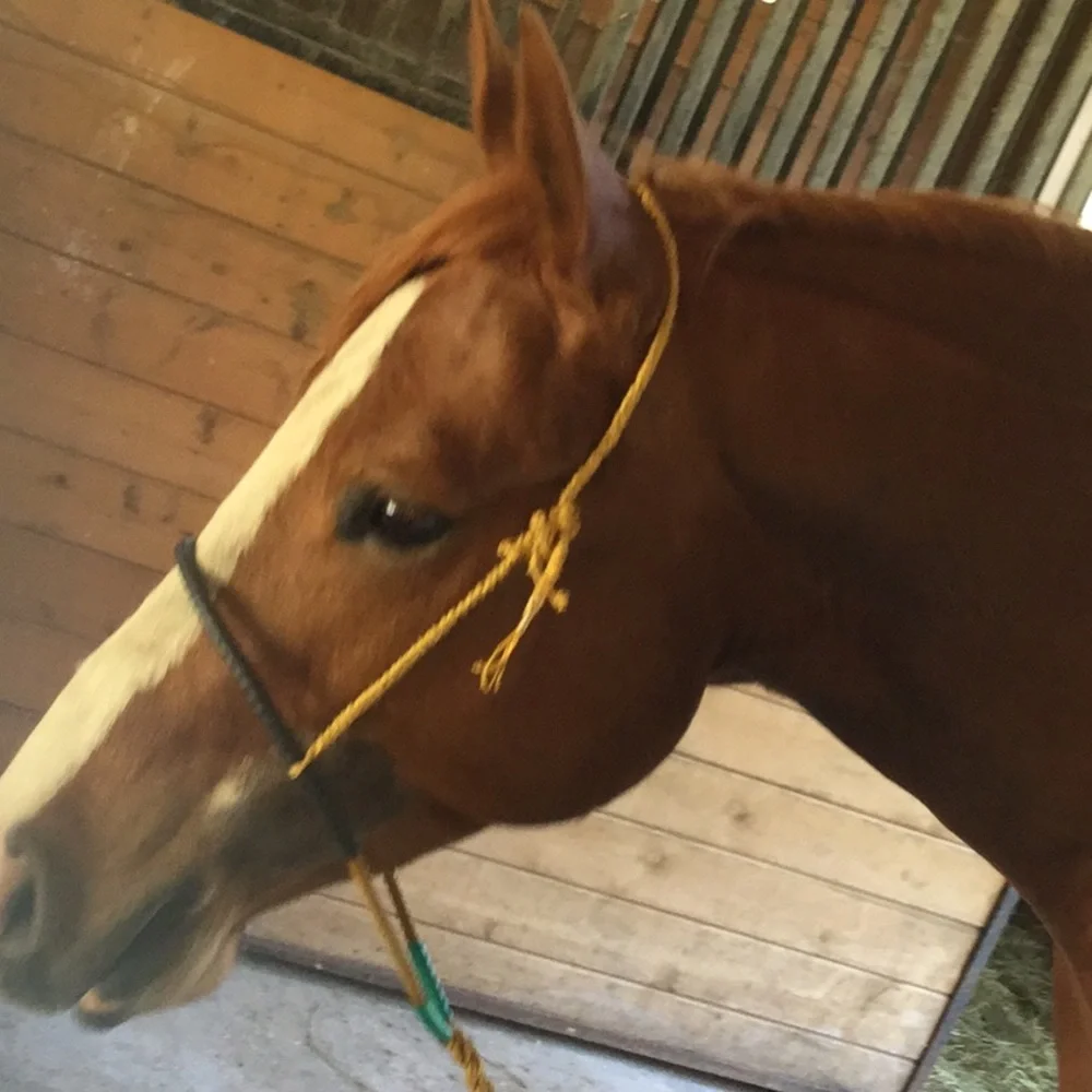 Artisan repurposed horse tack prototype art western project equestrian cowgirl - Picture 3 of 14